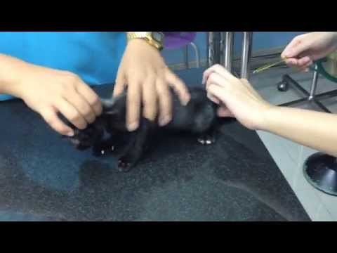 Mohawk gets a thermometer up his bum