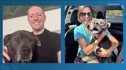 Meet Lambert, a dog available to adopt from Austin Pets Alive! | Pet of the Week