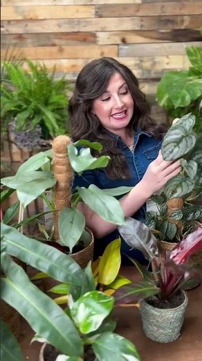 Ready to take your Philodendron to new heights?📏 🌿 Say hello to the moss pole—the ultimate tool