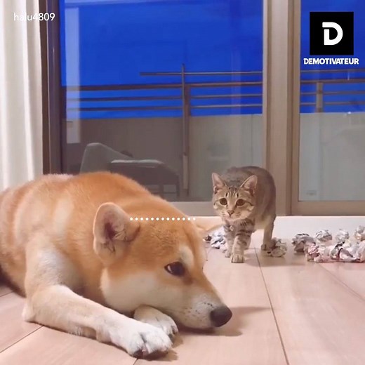 2.4M views · 42K reactions | Ils s'entendent comme chien et chat !  | Demotivateur | Facebook