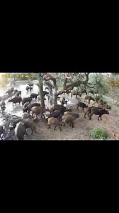 Agri Solsec Solar Trail Camera Secure yours today. Contact us on 0813104400 or WhatsApp on 0814237537 #farmsecurity #agrisolsec #SolarCamera | Agri Solsec Namibia