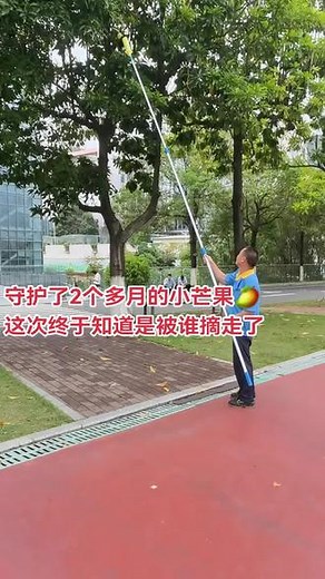 绿化带的芒果们就是这样没的#生活随拍 #园区实拍