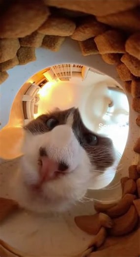 The adorable cat is eating, and there's even drool on the camera.🐱🐾😆 #cat #funny #ai