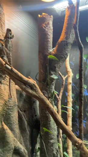 Taronga Zoo Sydney 🇦🇺 | Meet Australia’s Amazing Wildlife