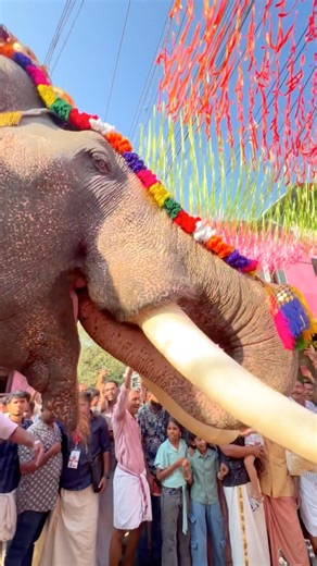 കേശൂന്റെ പറവാരിച്ച #elephant #aanakotta #manojkunnamthanam