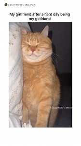 1.9M views · 10K reactions | She's just a baby ❤️ Tag Her 﫶 #catsofinstagram #cat #catoftheday #catlover #catreels #relatable #relationships | Cuty Kittens | Facebook