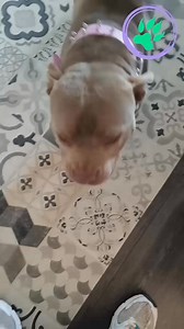 4.2K views · 109 reactions | Nara♥️ Es una Bully blue de 2 años y...