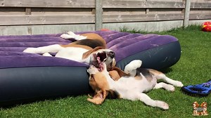 10 Reason not to have a beagle or 10 why you do want one.....it's all the same haha. I can't get enough of them 😅🐶❤️ Louie & Marie #Beagles #Love #AlwaysFun | Beagle Universe