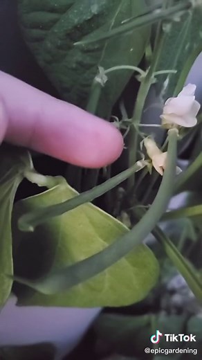 pro tip to get more green beans from your plants #garden #plants #beans #nature