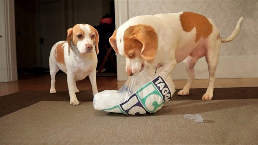 Dog loses control over bag of irresistible ice