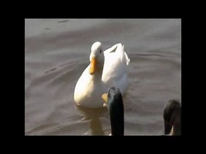 MAQ Washing Powder - Duck Ad