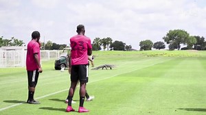 294K views · 1.1K shares | Un alligator perturbe un entraînement de foot  | BFMTV | Facebook