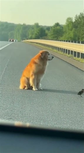 A golden retriever literally directing traffic with charm #dogs #pets #funny