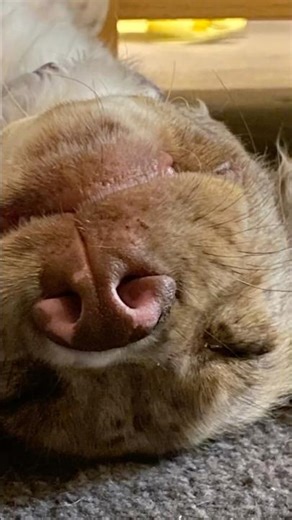 #funny #puppy #foryou #edit #cute #dog #dogs #doggies #puppies #doggo #fyp #fypyoutube #fypage #fy