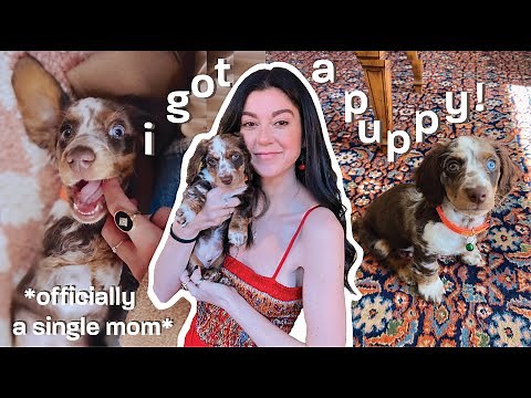 I got a MINI DACHSHUND PUPPY! Meet INCH! *First Week Home Vlog*