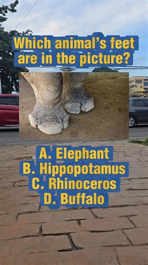 170K views · 4.6K reactions | Which animal's feet are in the picture? A. Elephant B. Hippopotamus C. Rhinoceros D. Buffalo #elephant #rhinoceros #buffalo #hippopotamus #QuizTime | Learn English | Facebook