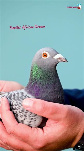 New breeding pair Bor × Beetle’s African Dream. 🇿🇦🏆www.eijerkamp.com
