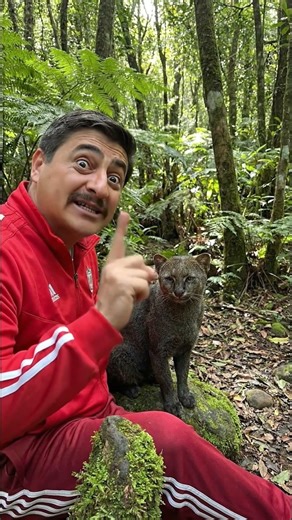 KUŞ GİBİ SES ÇIKARIR - PUMA YAGOUAROUNDI