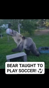 A Bear was taught to play soccer and he is actually pretty good! 😍 ⚽️ 🐻 #animals #bear | Animalistic
