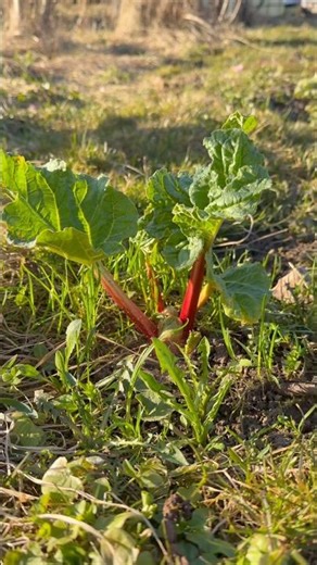 Rabarbers zem spaiņa aug labāk! 😳🌱