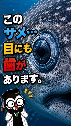 Teeth in Their Eyes!? The Whale Shark’s Surprising Defense Mechanism to Protect Its Eyeballs!