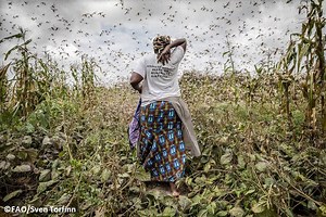 Locust Invasion Threatens Entire Pakistan if its Breeding Is Not Contained