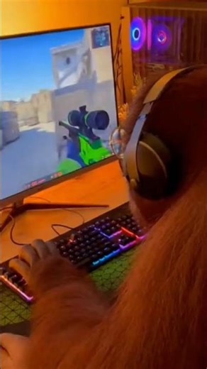 An orangutan gaming on a PC… I can’t believe this is real! 😂🐵💻#OrangutanGaming #FunnyAnimals