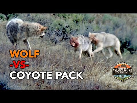 A lone Yellowstone wolf takes on a coyote pack