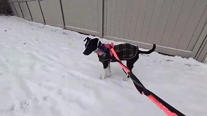 DIBS Rescue on Reels