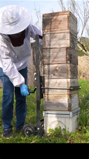 Lifting the Hive： A Close-Up of Japanese Honeybee Larvae | Life of Bees