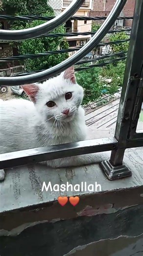 Nazar na lag Jaye ohh 😘my cutie The Lucky Cat Boy #lovely #ytshorts @thekattyhouse9723