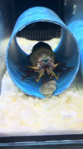 Enjoy With Giant Mantis Shrimp😍 #mantisshrimp #aquarium #shorts