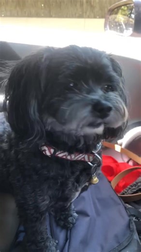 28 reactions | When I tell Miki moo that we are going to beach for a swim ❤️️ | Jannine Louise Marsden | Facebook