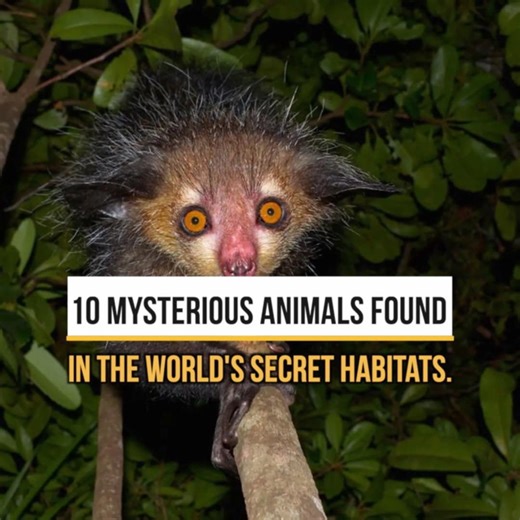 3K views · 11 reactions | 10 Mysterious Animals Found In The World's Secret Habitats. | Trending Videos In The World | Facebook