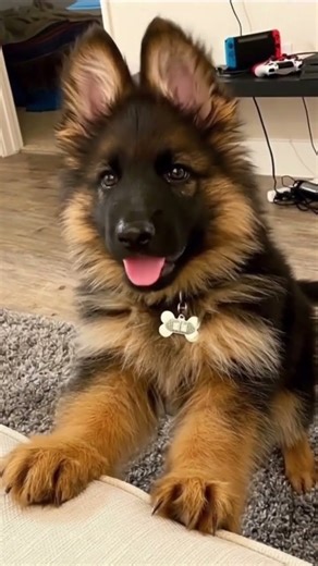 Beautiful 😍 cute German Shepherd puppy ￼