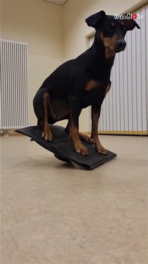 Intelligent Dog: German Pinscher's Perfect Workout Routine || WooGlobe