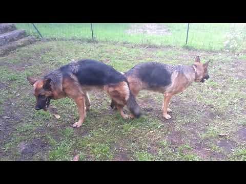 Saillie Berger Allemand, Les deux chiens se retrouvent alors comme « collés » par l'arrière.