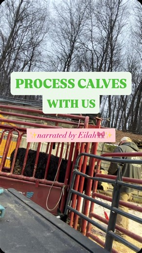 Guldin Acres, LLC on Instagram: "🐮Come process calves with us! This isn’t the most ✨glamorous✨ part of what we do, but it’s very important! I love that this platform has allowed us to educate everyone about what goes into growing calves, so I thought this was another great way to share that. Whether it’s calves from our own mama cows or calves we’ve bought from friends, they all need to be “processed”. This covers a few quick bases to make sure they stay happy & healthy! 🏷️Tagging- helps us to