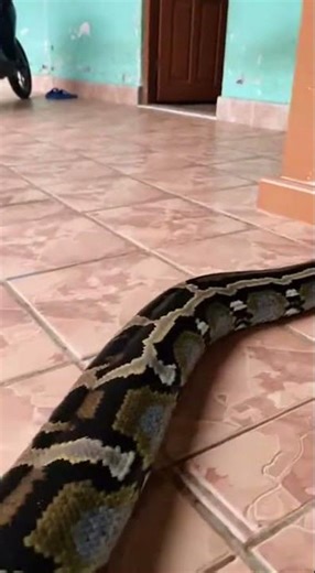 Python Porch Crawl