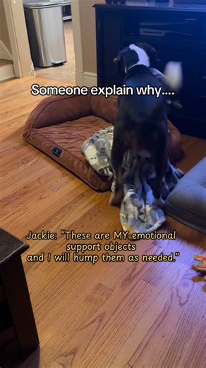Scully and Jackie on Instagram: "Jackie: can’t a girl decompress at the end of a day??? #dogsofinstagram #pets #ilovemyrescuedog #funnyreelsvideo #funnyanimals"