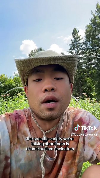 WAXFLOWER varieties developed by Nir Nursery (Israel) and Helix Australia that fund illegal agricultural operations in occupied Palestinian and Syrian territories (i.e., the Golan Heights) #waxflower #floristsoftiktok #weddingtiktok #driedflowers #bds #australia #flowerfarmers