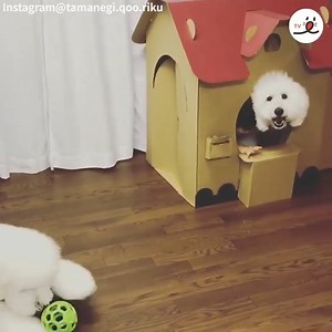 4.2K views · 41 reactions | Standard poodle and kids! via Instagram @tamanegi.qoo.riku https://www.instagram.com/tamanegi.qoo.riku/ | PECO | Facebook