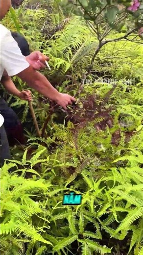 Cây dại ven đồi giờ thành báu vật được săn lùng