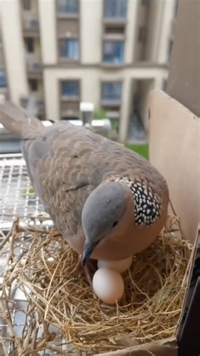 A Dove has built a nest in the window of my house this dove has two very cute babies 👶