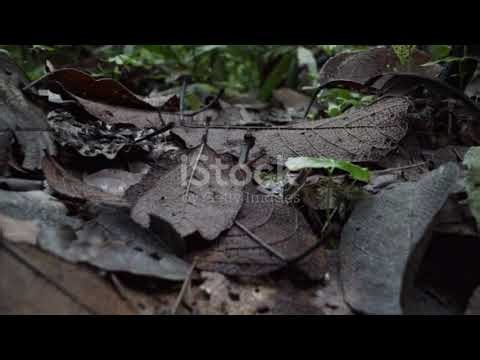 Under the Microscope Fungi in 50 Second