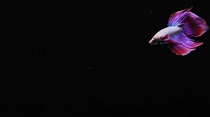 Fantasy betta fish with movement in the black background. Beautiful betta fish.