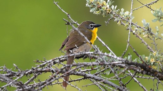 Yellow breasted chat singing (Icteria virens) North America, Canada, Mexico. | BIRDS & Nature
