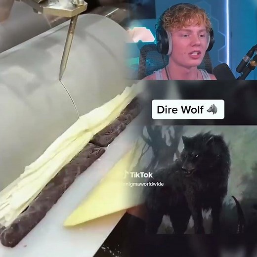 Extinct Animals Caught on Camera... 🦖🦈