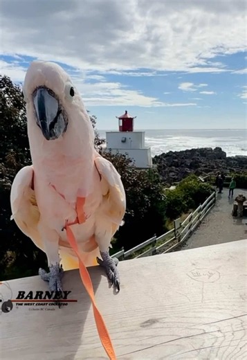 Having a great time meeting new people 😃🧡#barneythewestcoastcockatoo #cockatoo #parrot