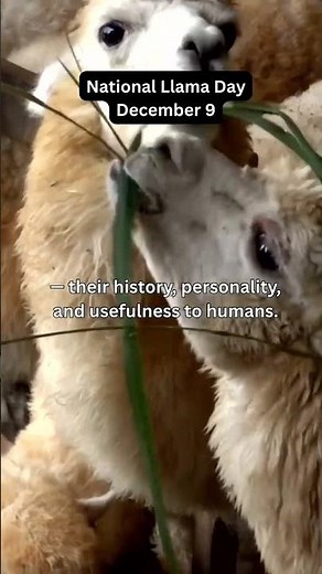 National llama day-December 9🦙#Llama #December9 #didyouknow #funfact #facts #daily